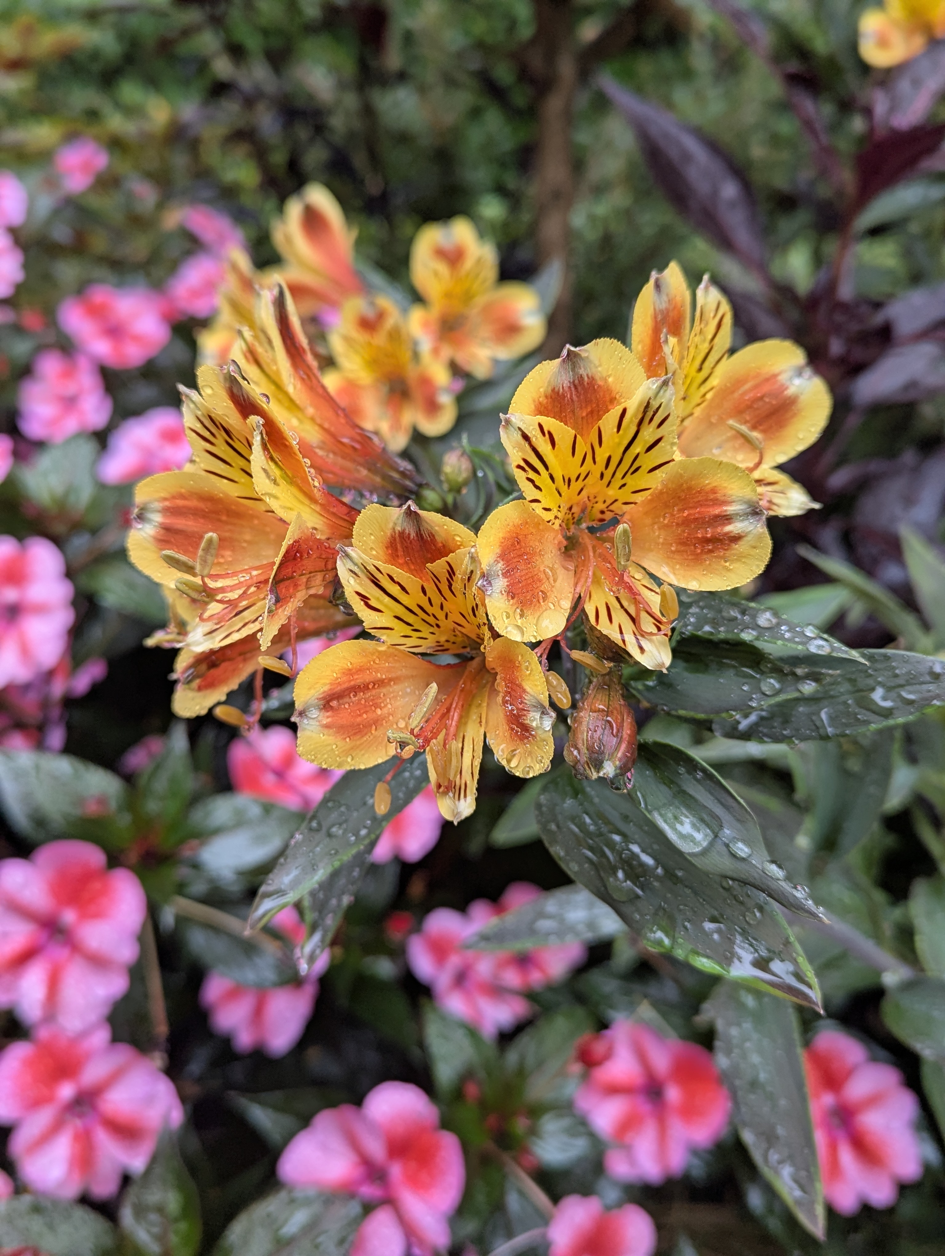 Botonic Gardens, Muenster, Germany